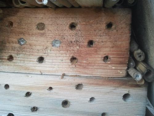 Hotel insectes